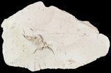 Fossil Pea Crab (Pinnixa) From California - Miocene #49794-1